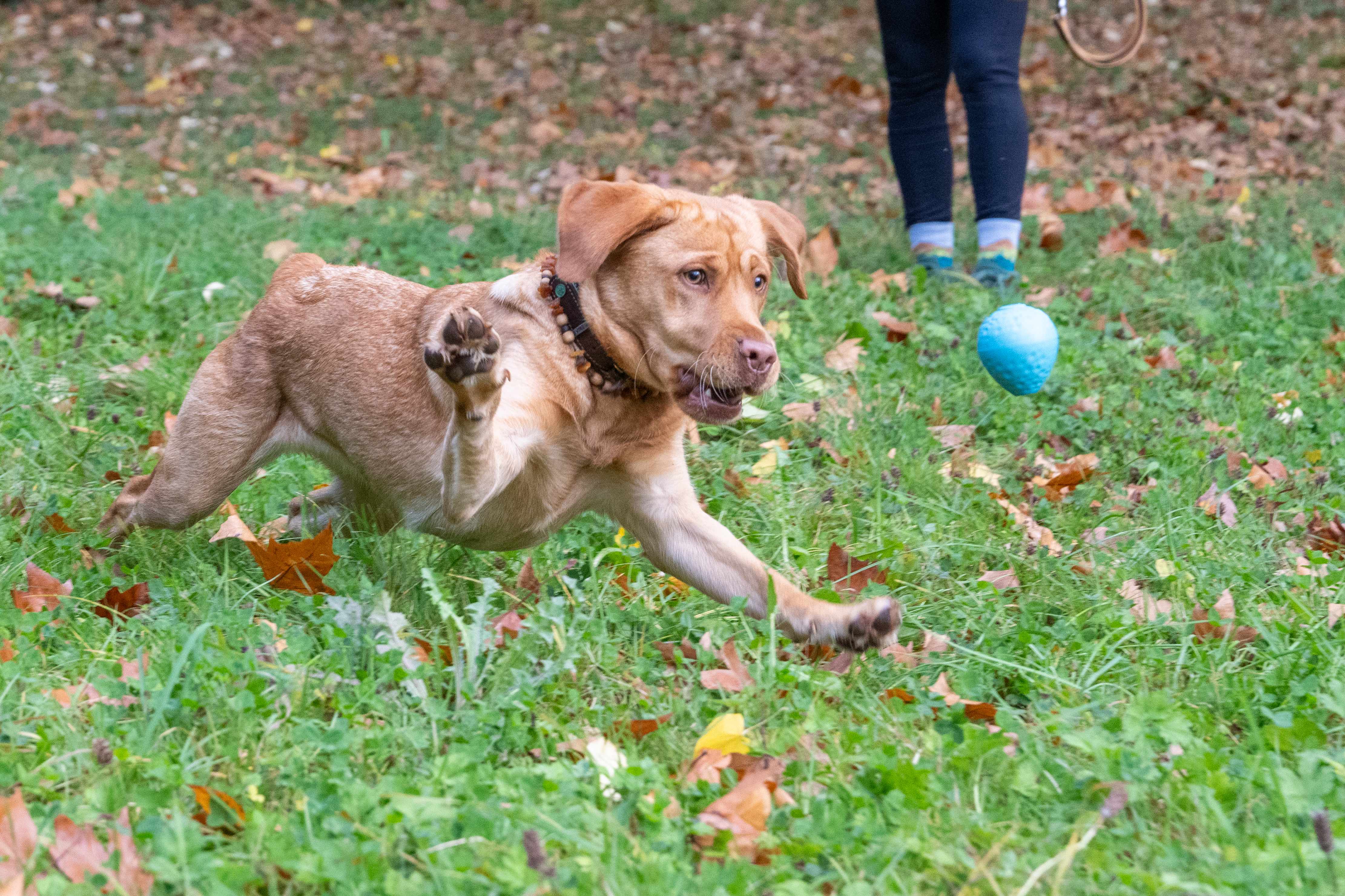 Hund springt Ball hinterher